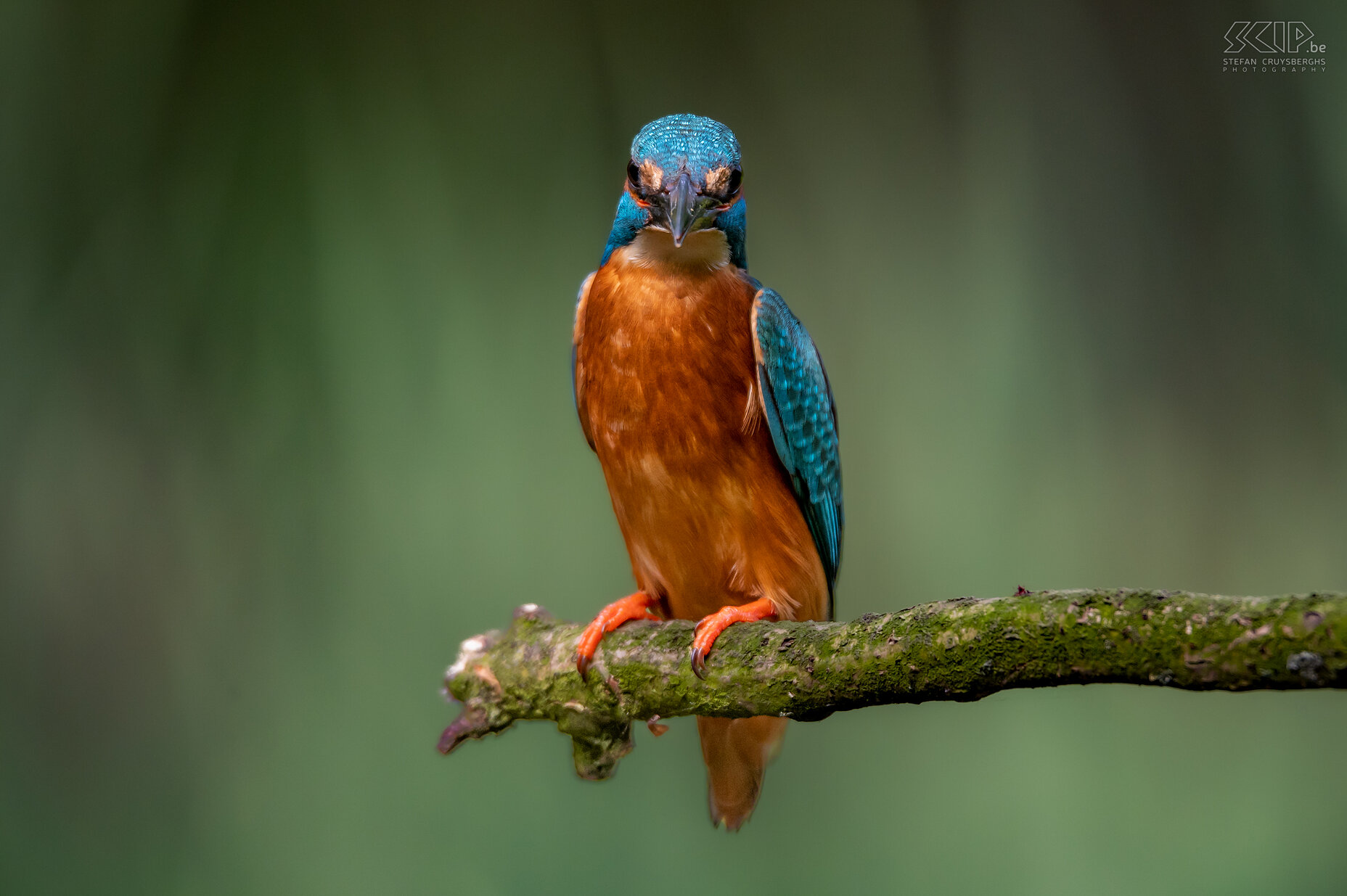 IJsvogel Een aantal van m'n beste beelden van de voorbije jaren van één van de mooiste vogeltjes in ons land; de ijsvogel. Stefan Cruysberghs